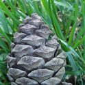 Pinus halepensis 'Stankewiczii' cone